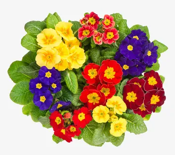 矢量花卉素材装饰卡通免抠