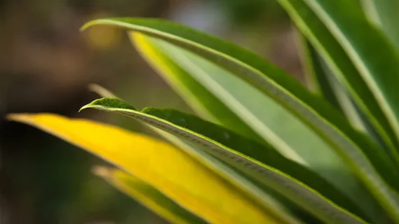 小草背景png免扣高清