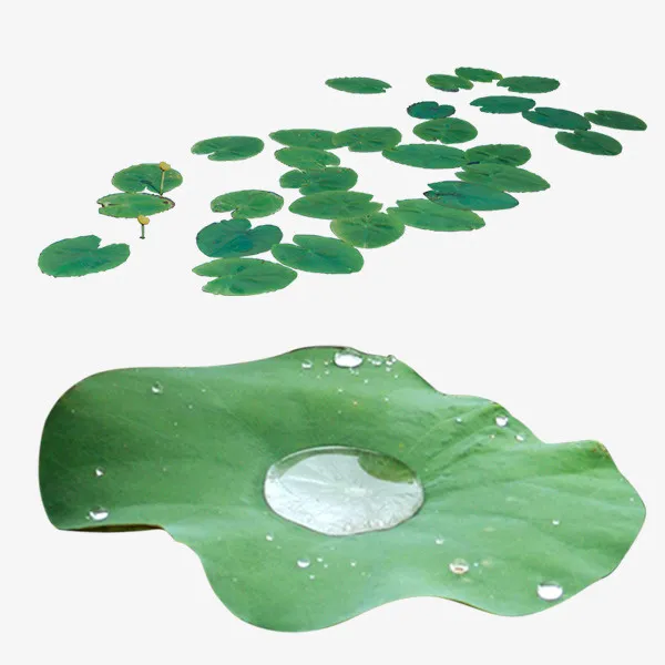 荷叶露珠免抠