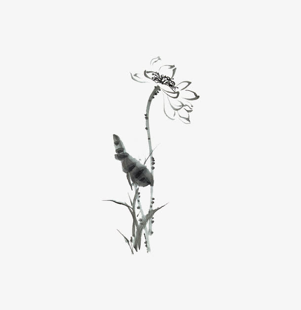 荷花免抠