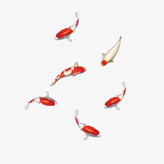 红色花瓣锦鲤免抠