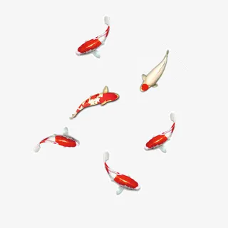 红色花瓣锦鲤免抠