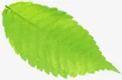 绿色清爽树叶春天风光春暖花开免抠