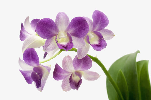 美丽胡姬花免抠