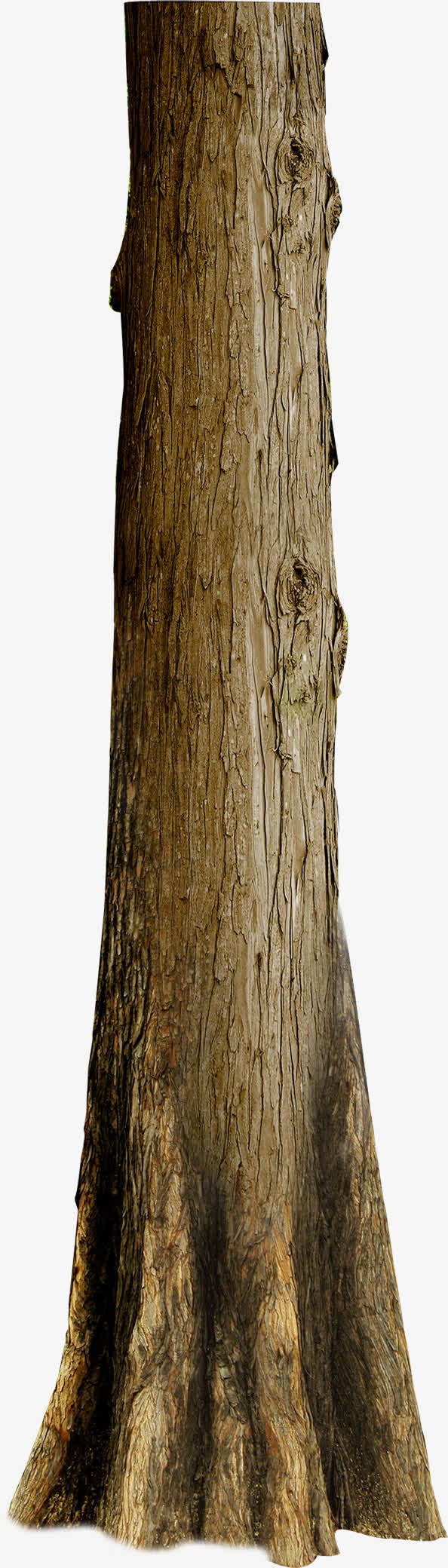 树干年轮美景高清免抠装饰植物元素