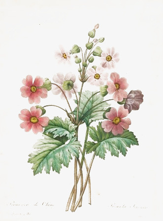 花卉免抠