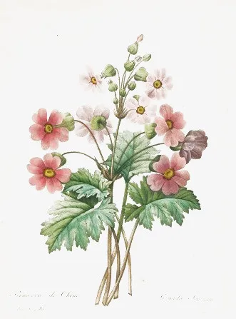 花卉免抠