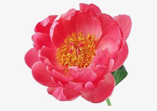 山茶花 免扣 png素材免抠