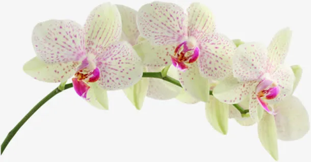 兰花花枝免抠
