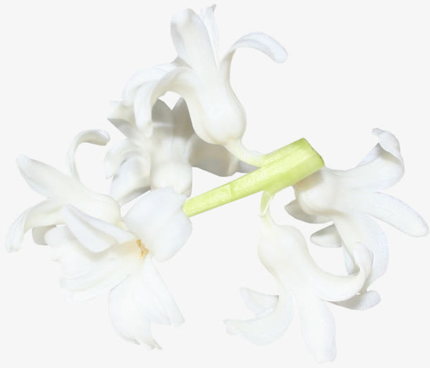 白色鲜花免抠