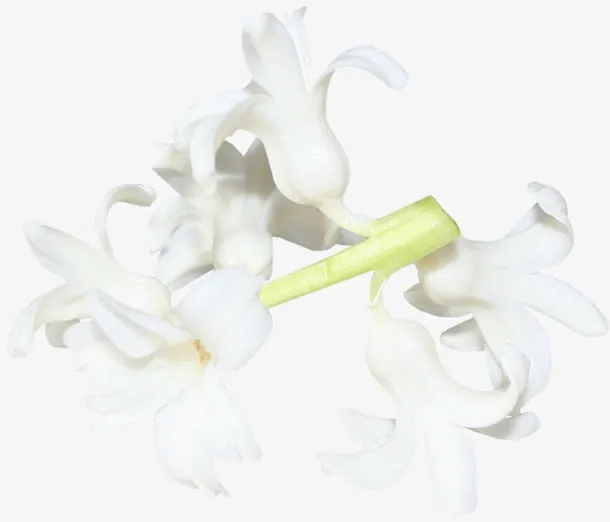 白色鲜花免抠