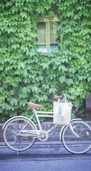 植物橱窗绿色植物免抠