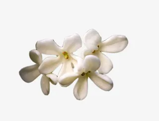 几朵桂花花瓣图片素材免抠