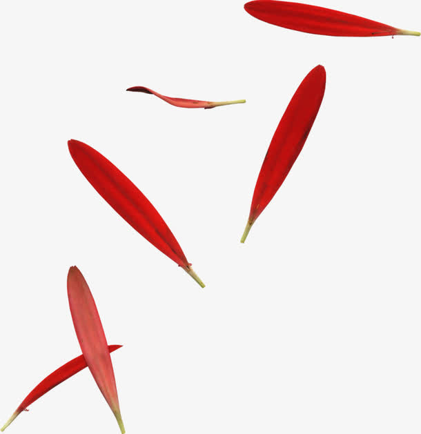 红色的花瓣图案免抠