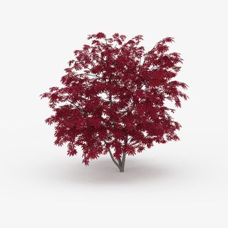 分叉红色叶子树枝树木免抠