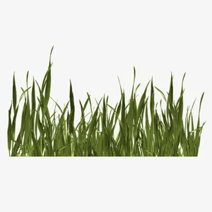 绿草绿叶草丛免抠