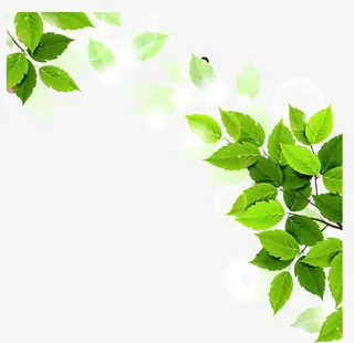绿色叶子底纹免抠