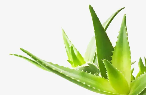 芦荟免抠 芦荟免抠