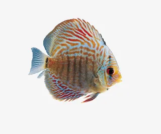 漂亮的观赏鱼素材图片免抠