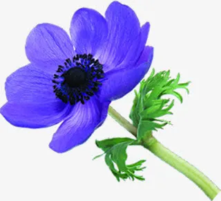 蓝色盛开小花七夕情人节免抠