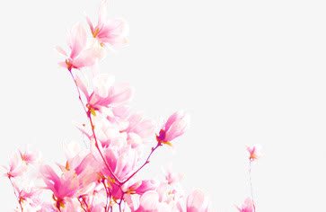 粉色水彩桃花盛开免抠