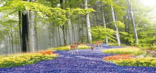 迷雾森林背景图高清