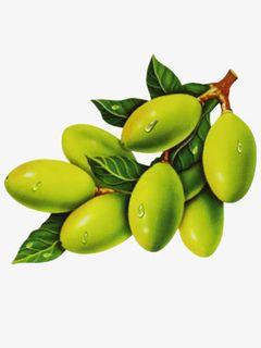 绿色橄榄果免抠装饰植物元素
