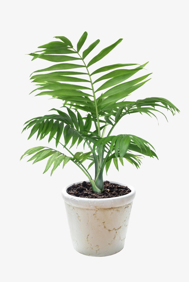 绿植盆栽PNG素材免抠