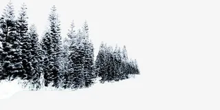 冬季室外松林免抠