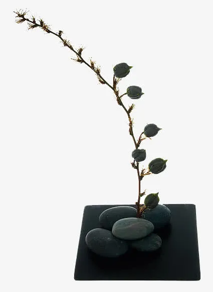 铃铛花干花免抠