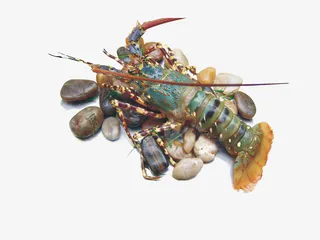 澳洲大龙虾图免抠