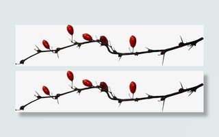 梅花png免费下载免抠