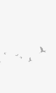 飞鸟一群翱翔免抠