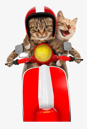 开心的猫咪免抠