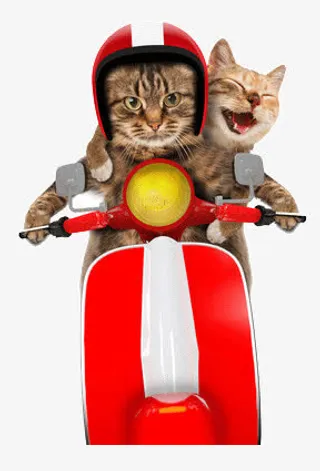 开心的猫咪免抠