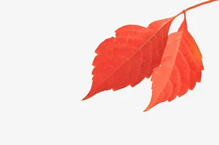 秋天树叶落叶黄色叶子免抠