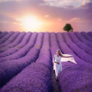 紫色薰衣草田美女免抠 紫色薰衣草田美女免抠