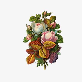 手绘玫瑰花免抠