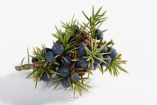 长满刺的绿色杜松子免抠