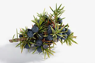 长满刺的绿色杜松子免抠