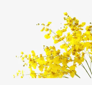 黄色花朵免抠