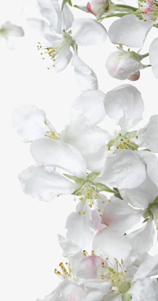 高清白色海棠花免抠