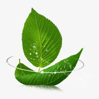 绿色叶子船免抠
