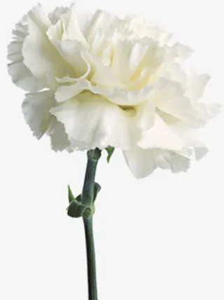 白色纯洁康乃馨花朵礼物免抠