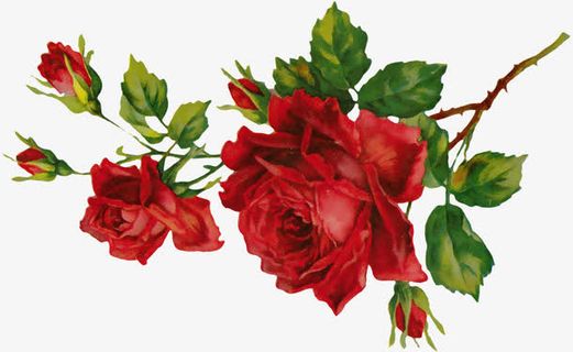 鲜花插画手绘png免抠