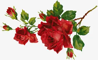 鲜花插画手绘png免抠