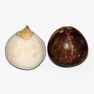 椰子免抠素材免抠