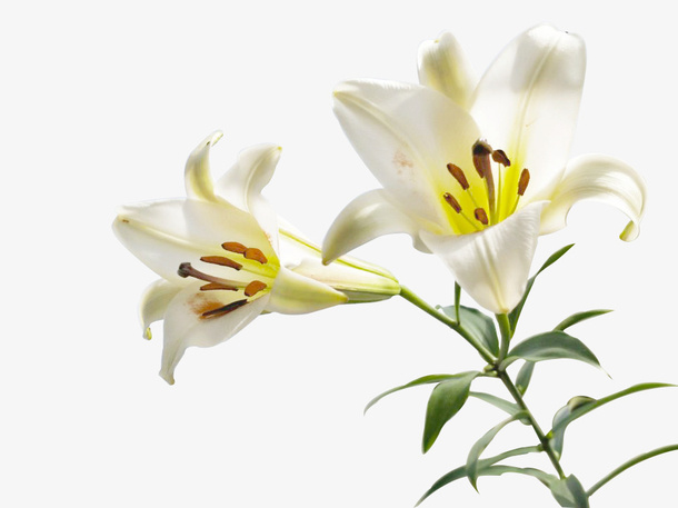 夏日清新百合花免抠