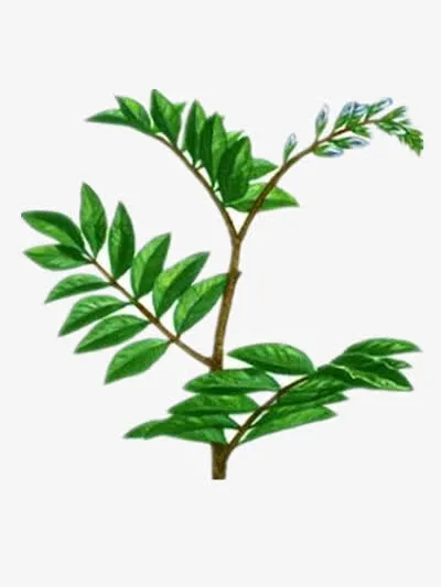 甘草树枝免抠
