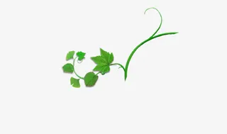 绿色藤蔓免抠